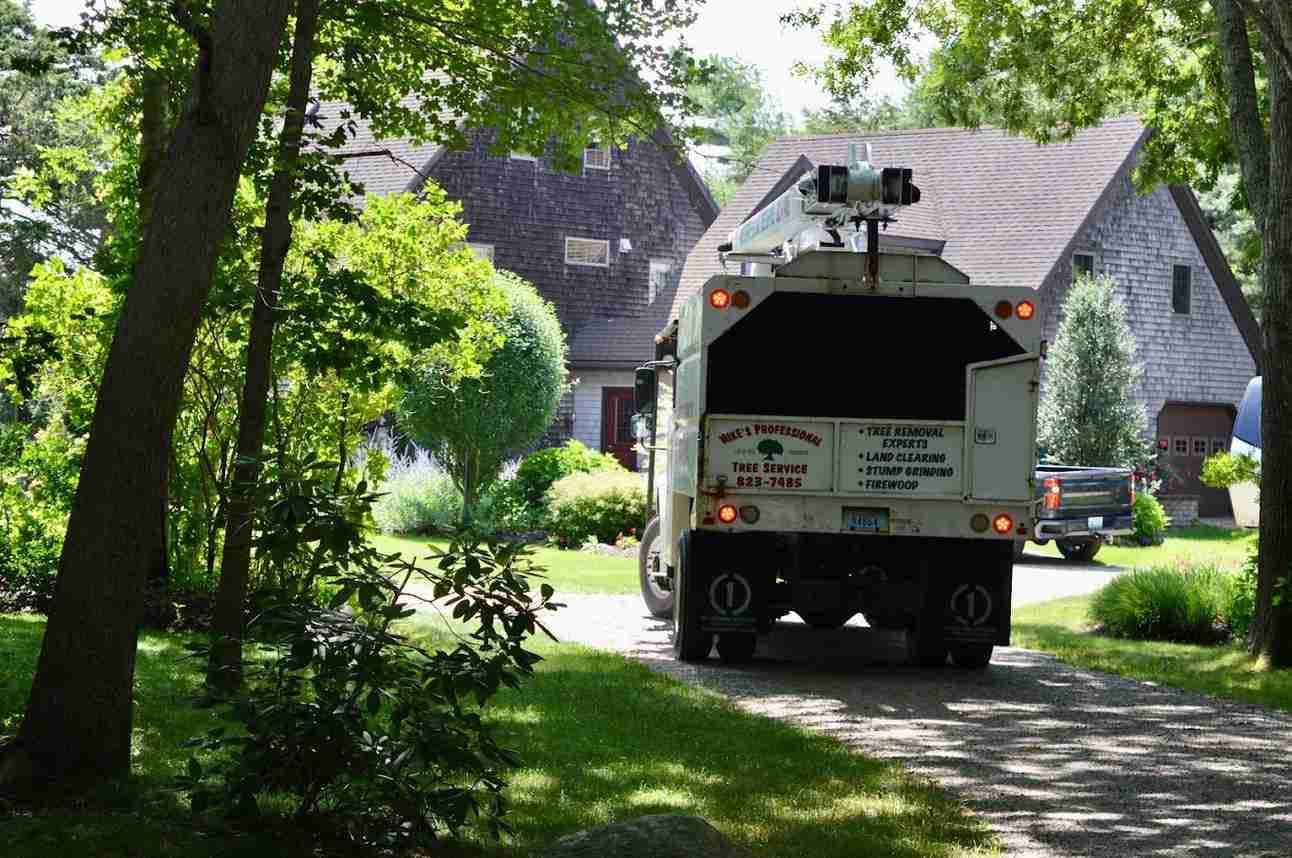 Mike's Professional Tree Service - Image 5