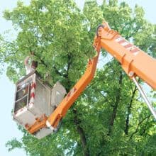 Hunnicutt Tree Service - Image 3