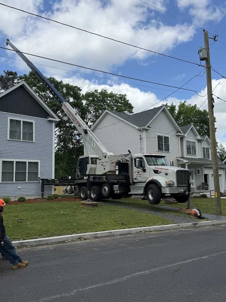 Mike's Professional Tree Service - Image 4