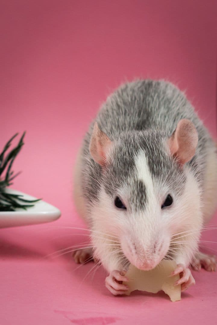 ratsremovalinmelbourne