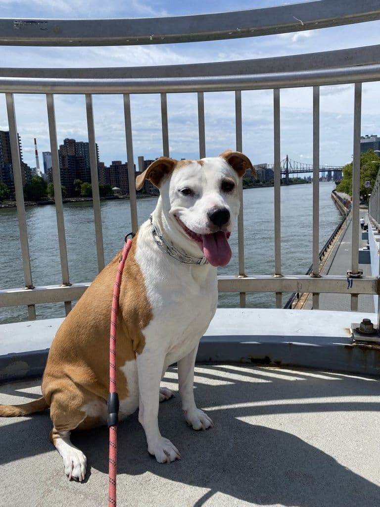 NYC POOCH - Image 2