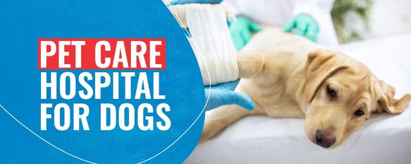 Veterinary Hospital Near Me | CGS Hospital - Image 3