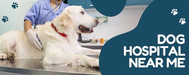 Dog Boarding Services | CGS Hospital - Image 3