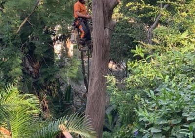 Northern Beaches Garden & Trees - Image 3