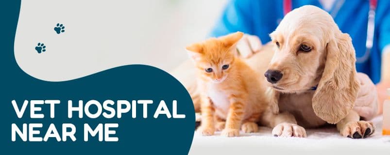 Dog Boarding Services | CGS Hospital - Image 2
