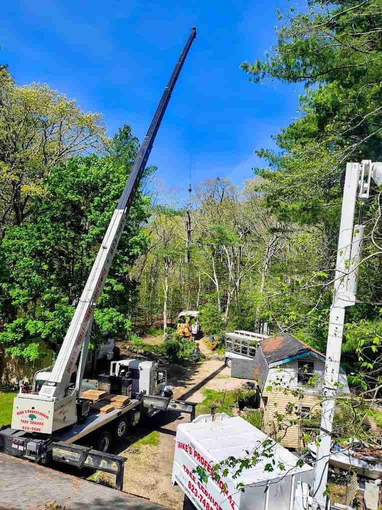 Mike's Professional Tree Service - Image 3