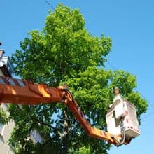 Hunnicutt Tree Service - Image 2