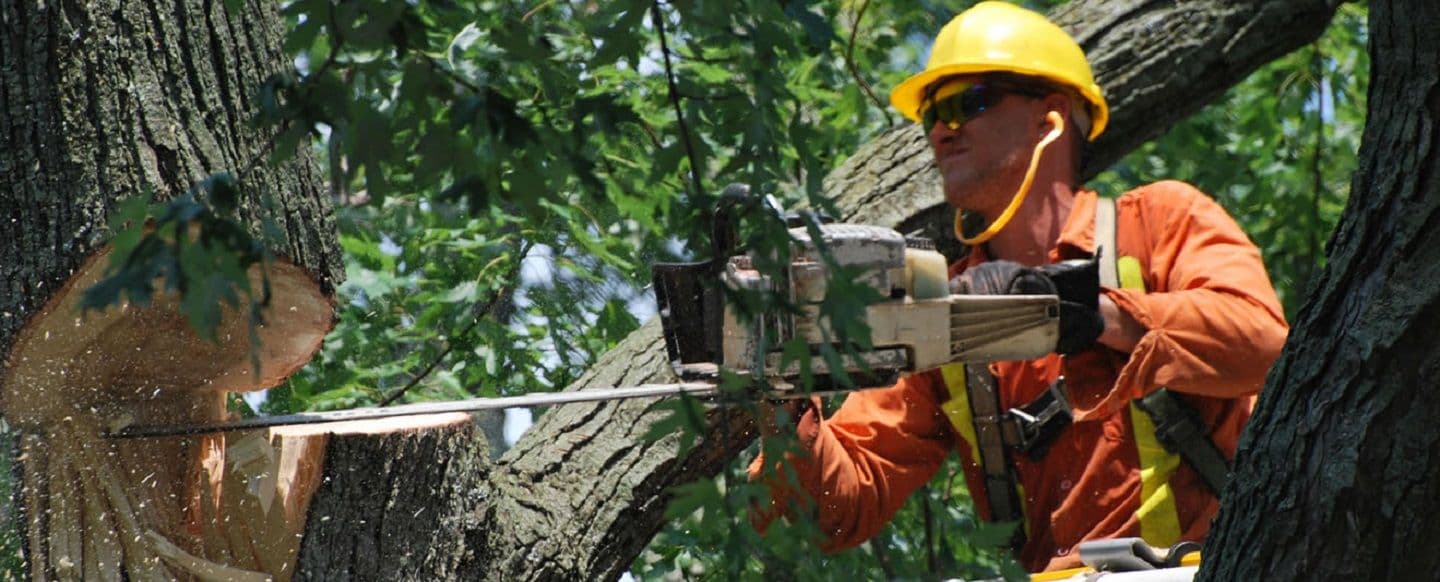 Sam's Tree Services North Shore