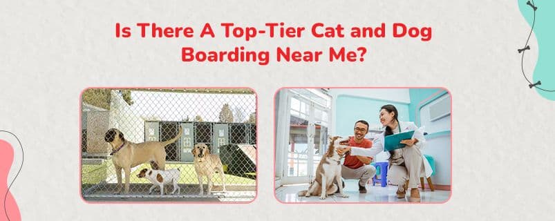 Dog Boarding Services | CGS Hospital