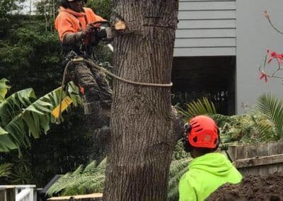 Northern Beaches Garden & Trees - Image 2