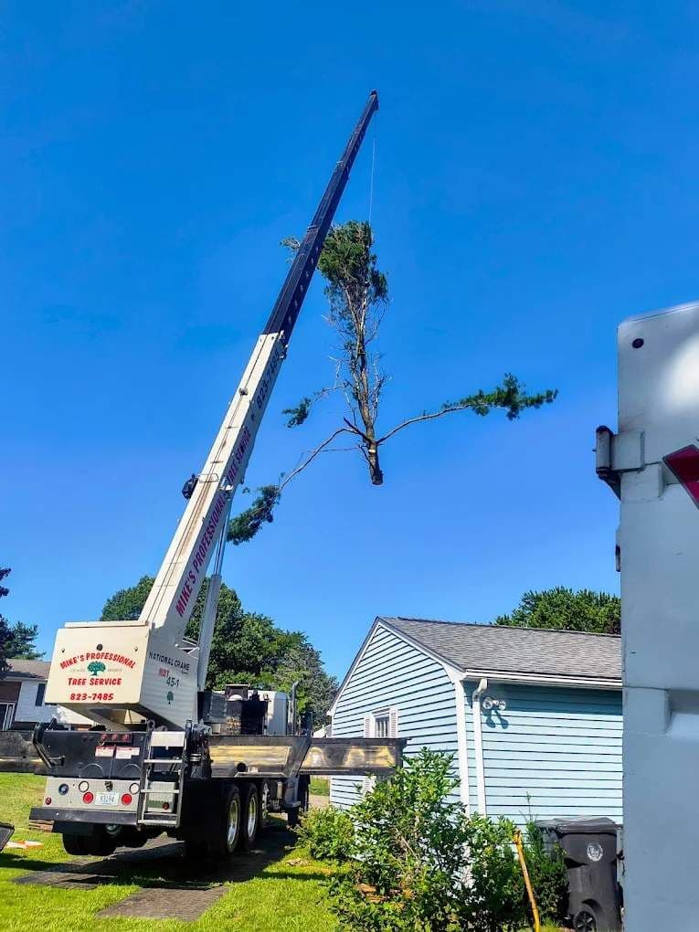 Mike's Professional Tree Service - Image 2