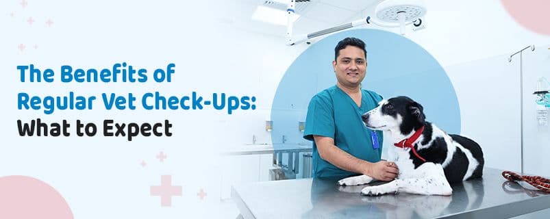 Veterinary Hospital Near Me | CGS Hospital