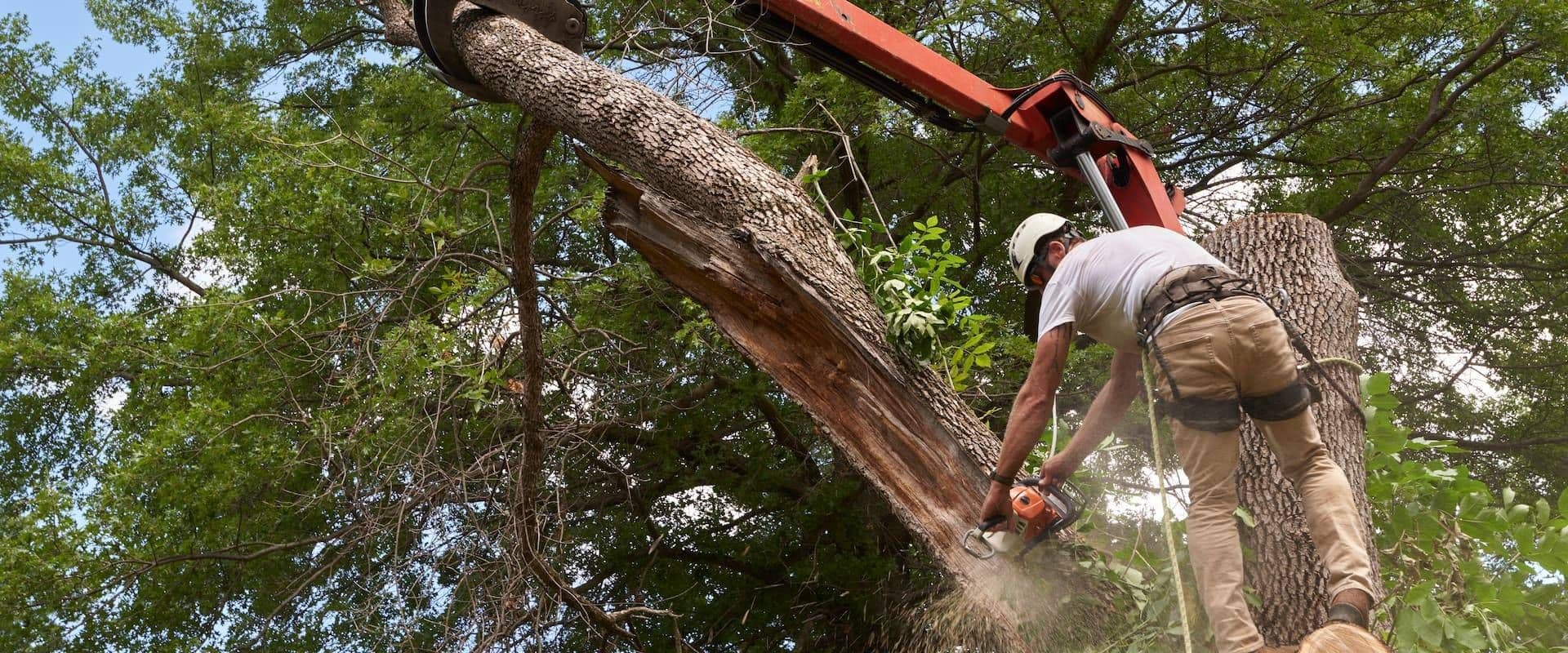 Maldonado Tree Service LLC cover photo
