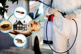 Why Are Termite Control Services in Lahore Essential for Property Owners? cover photo