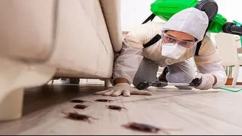 How Do Pest Control Services in Lahore Support Healthier Living? cover photo