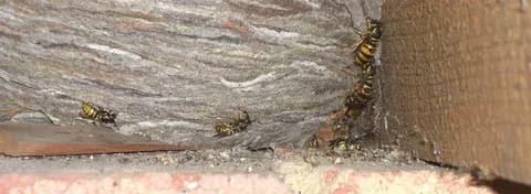 MVO Pest Control cover photo