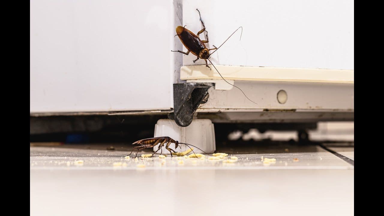 MVO Pest Control cover photo